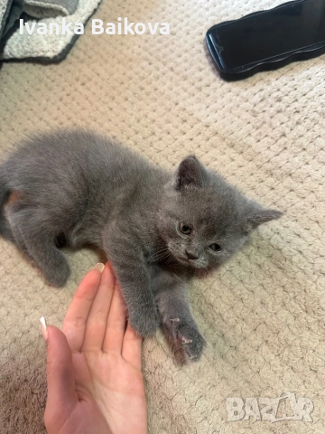 Британски момченца , снимка 4 - Британска късокосместа - 54283945