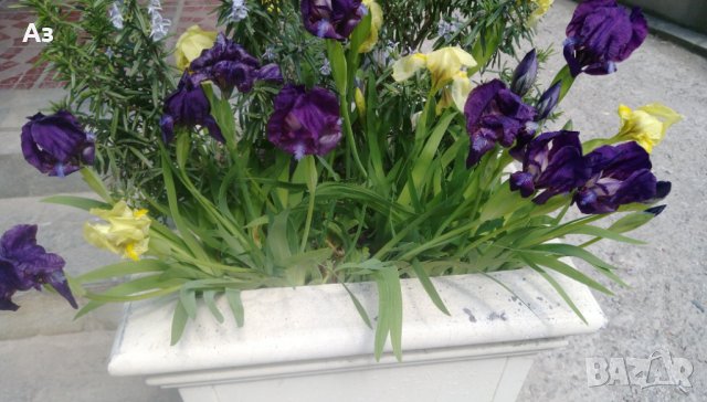 Продавам цветя Ириси, ниски, жълти и тъмно сини, снимка 12 - Разсади - 36896575