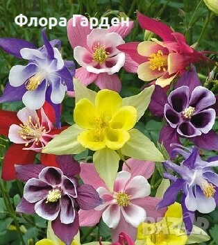 МНОГОГОДИШНИ ЦВЕТЯ - Коренища/ПРЕДВАРИТЕЛНИ поръчки, снимка 17 - Градински цветя и растения - 53138637