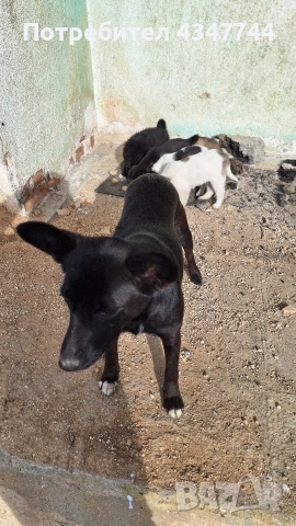 Подаряват се 6 малки кученца. , снимка 13 - Други - 53010116