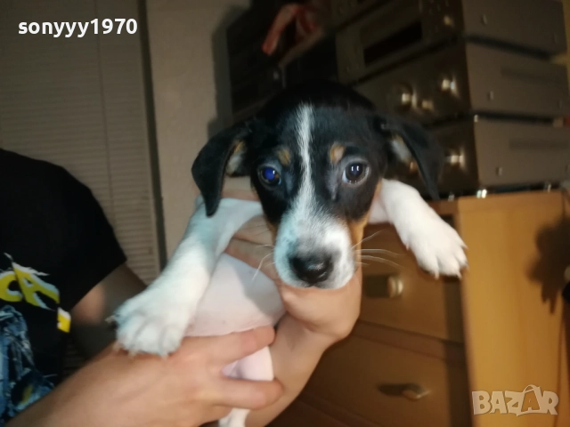 ДЖАК РЪСЕЛ ТЕРИЕР-ВИДИН 250ЛВ 1710251434, снимка 6 - Джак ръсел териер - 52087671