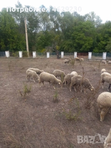 Североизточнобългарска тънкорунна 35 броя, снимка 10 - Овце - 52132645