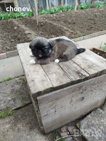 Пекинез , снимка 11 - Пекинез - 52281331