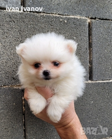 Померан-мини шпиц!!!, снимка 3 - Померан - 52661651