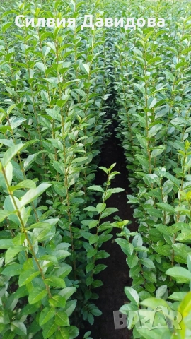 0.70лв. Лигуструм на корен, снимка 12 - Разсади - 52116194
