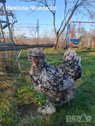 Струмски стандарт яйца , снимка 4 - Кокошки и пуйки - 54215328