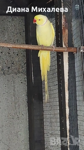 Малък александър , снимка 5 - Папагали - 53227708