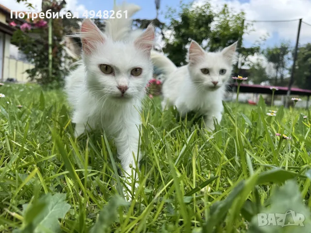 Мъжко пухкаво коте на 4 месеца , снимка 5 - Други - 56058649