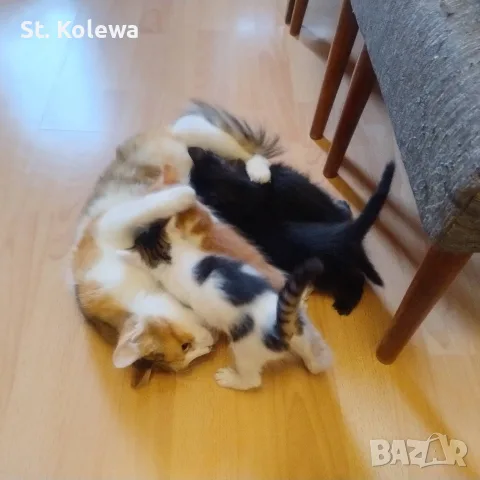 Малки котенца търсят своя дом