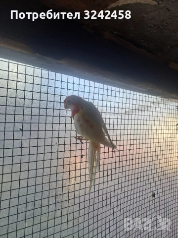 Продавам папагали и клетки , снимка 7 - Папагали - 52510763