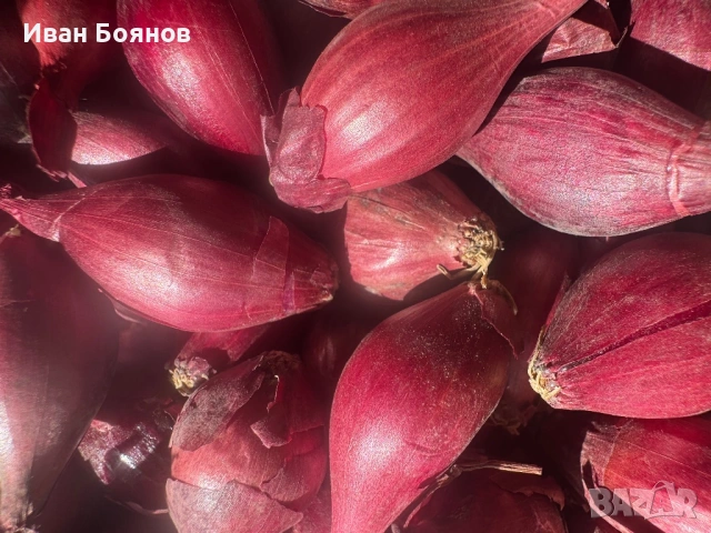 Арпаджик сорт Ред Кармен(14-17)