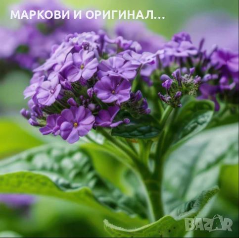 Yodeyma TAYDA 50мл. Дамски парфюм, снимка 12 - Дамски парфюми - 53353882