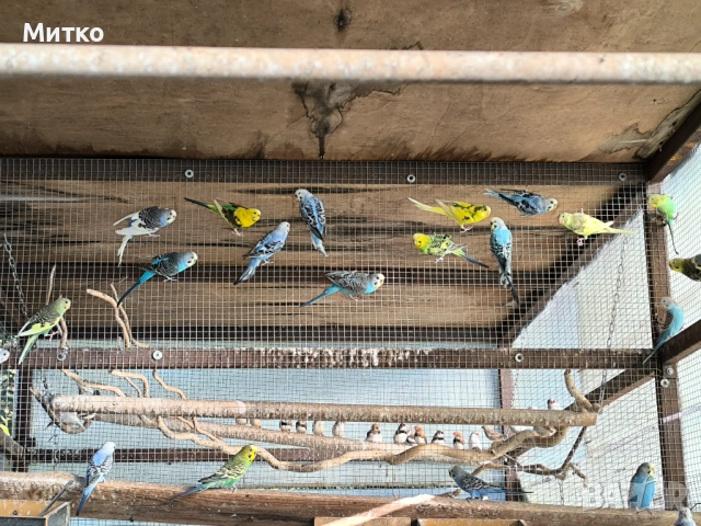Зеброви амадини финки и папагали , снимка 6 - Папагали - 54349575