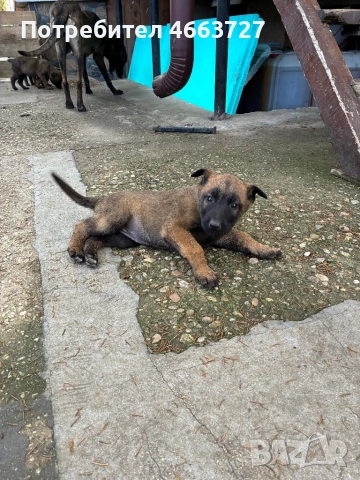 Продавам Белгийски овчарки, снимка 7 - Белгийска овчарка - 52579124