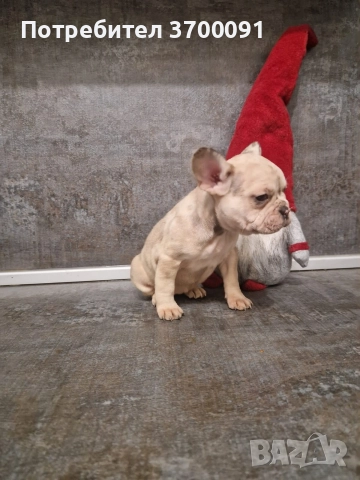 френски булдог/ булдочета, снимка 7 - Френски булдог - 52681586