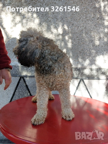 ПОДАРЯВАМ МЪЖКИ ПУДЕЛ, снимка 2 - Пудели - 53933184