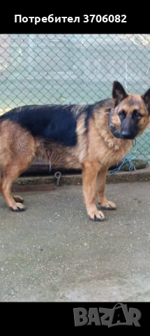 Продавам немска овчарка на година и половина не е агресивен към хора кучето е кастрирано