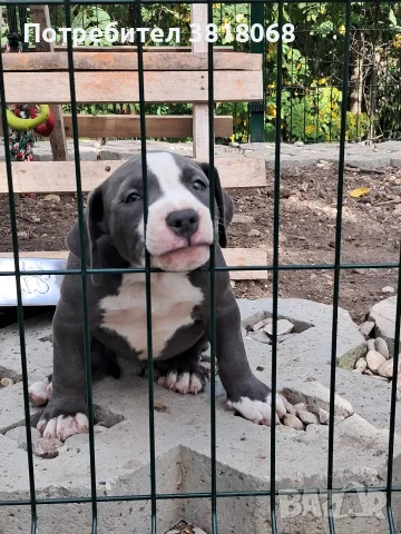 Американско Були / American Bully, снимка 2 - Други - 56542487