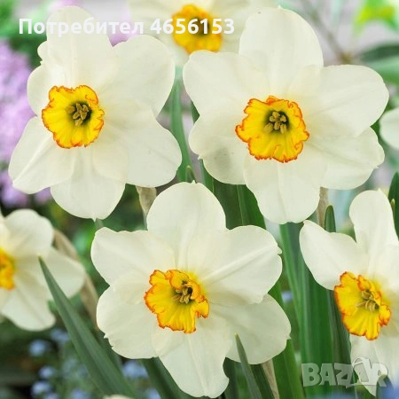 ЛУКОВИЦИ - ЛАЛЕТА , ЕСЕНЕН ЖЪЛТ МИНЗУХАР , МУСКАРИ и НАРЦИС , снимка 10 - Сортови семена и луковици - 53841580