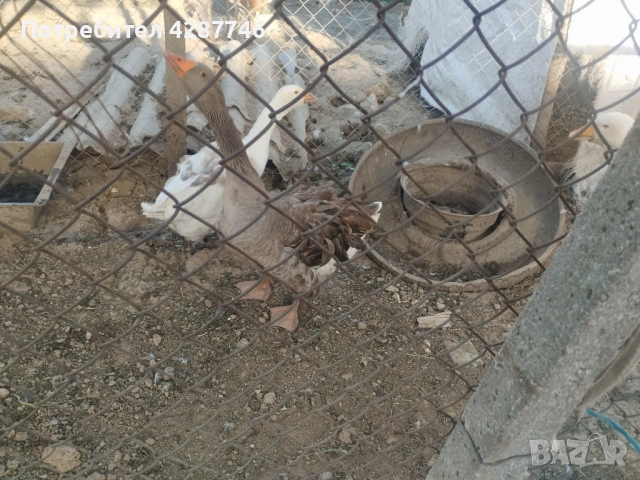 Продавам патки 2 женски с едно мъжко , снимка 2 - Патици и гъски - 54333139