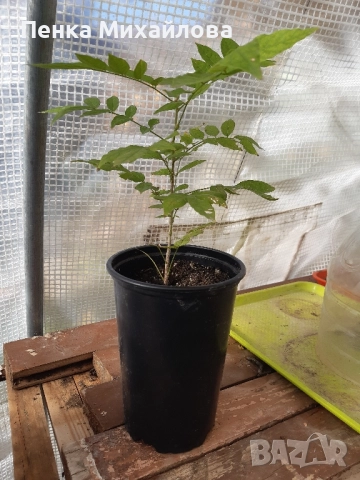 кадифен боб/Mucuna pruriens/