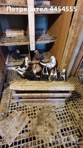 Гълъби 30 броя