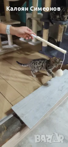 Екзотични котета, снимка 7 - Бенгалски - 54357737