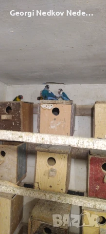 Продавам маскови неразделки