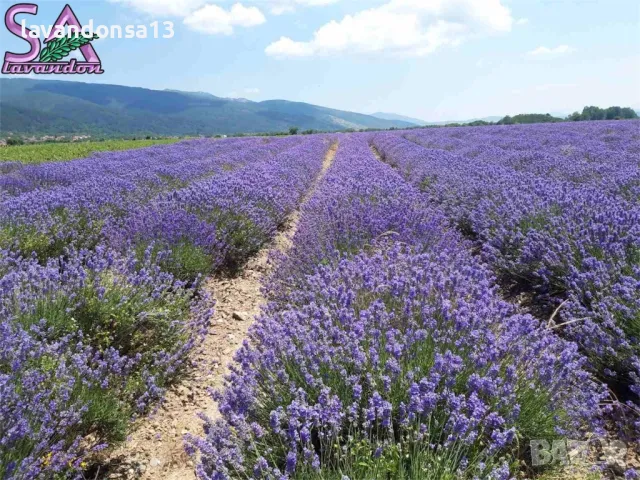 Сух Ронен Цвят Лавандула, снимка 9 - Други стоки за дома - 44264053