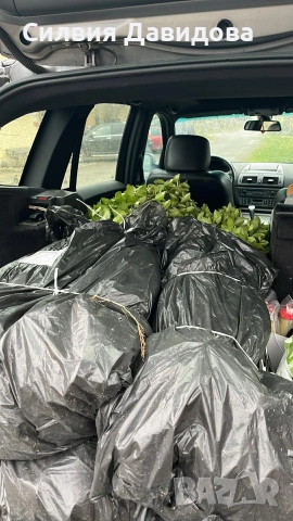 Лигуструм за жив плет , снимка 2 - Градински цветя и растения - 54153680