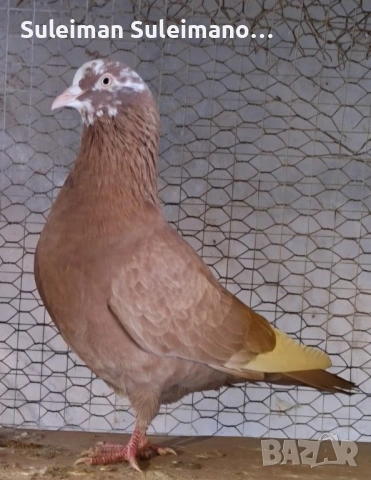 2 свободни кенера 70 лв , снимка 1 - Гълъби - 52974405