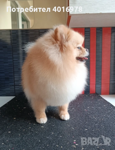 Померан Момче с Родословие , снимка 5 - Померан - 53691852