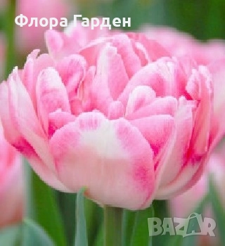 Луковици ЗЮМБЮЛИ, ЛАЛЕТА И ДРУГИ - 10 % отстъпка, снимка 8 - Градински цветя и растения - 51033126