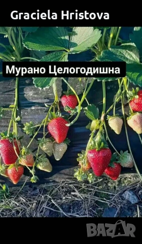 Продавам качествен разсад ягоди сорт  целогодишен мурано албион, снимка 3 - Градински цветя и растения - 53977021