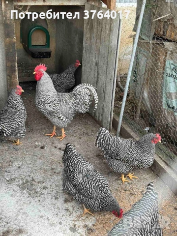 катунски Сьомгови, Съсекс, Амрок, Форверк, Златнокантриран Орпингтон Оранжев Орпингтон , снимка 15 - други­ - 54252432