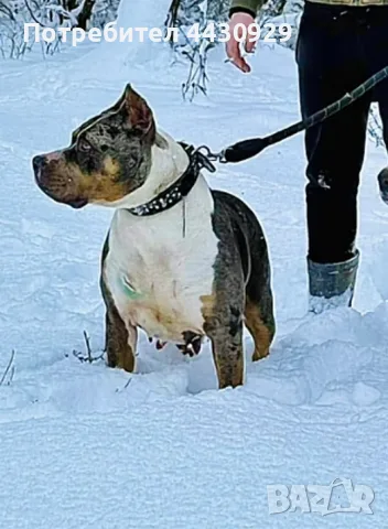 American Bully XL, снимка 12 - Американски стафордширски териер - 56317527