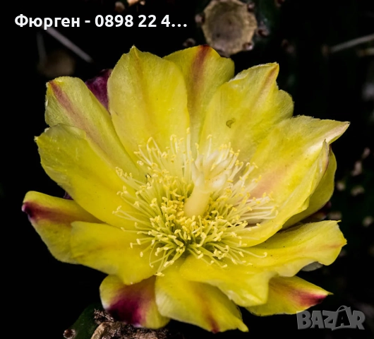 Опунция – Opuntia monacantha ‘Monstruosa’, снимка 2 - Разсади - 52922648