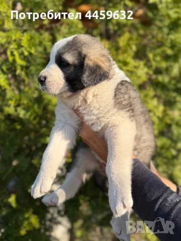 Кученца Алабай, снимка 5 - Алабай - 53922557