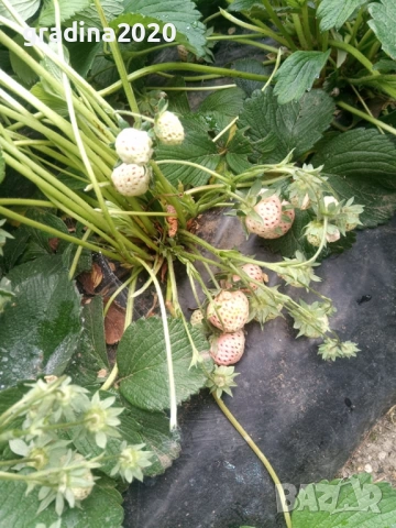 Бяла ягода - ананасова , снимка 14 - Стайни растения - 27205117