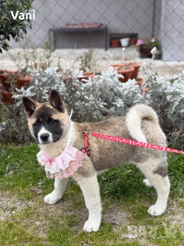 Американска акита , снимка 6 - Акита - 52944490