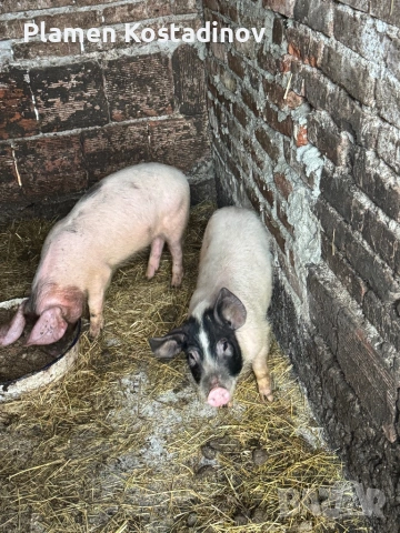 Малки прасенца, снимка 3 - Прасета - 51993295