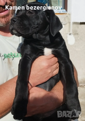 Кане Корсо , снимка 18 - Кане корсо - 52342406