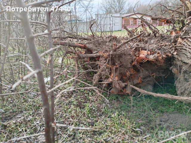 Корени от Орех , снимка 4 - Маси - 53940890