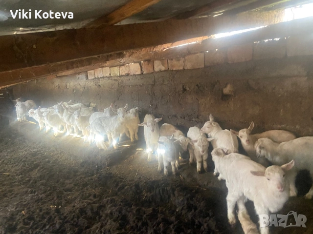 Продавам ярета