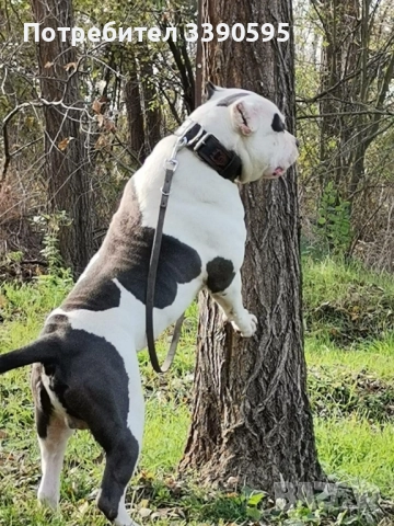 Американско були 