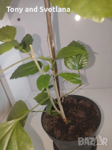 Хибискуси/китайски рози с едри кичести цветове, снимка 7 - Стайни растения - 52044964