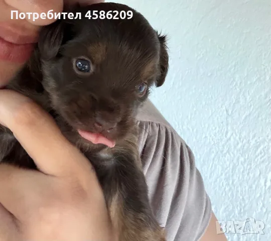 Продавам пинчери светло кафяво,тъмно кафяво и черно, снимка 3 - Пинчер - 55742637