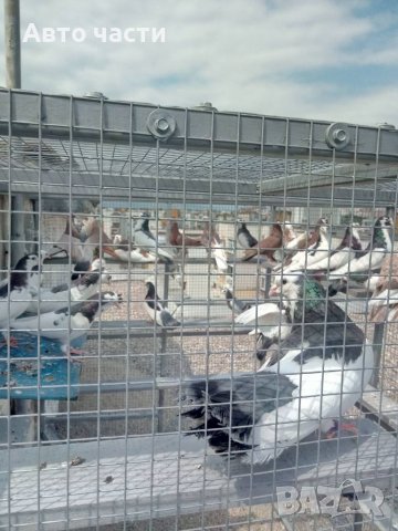 Пазарджишки гълаби, снимка 10 - Гълъби - 33845813