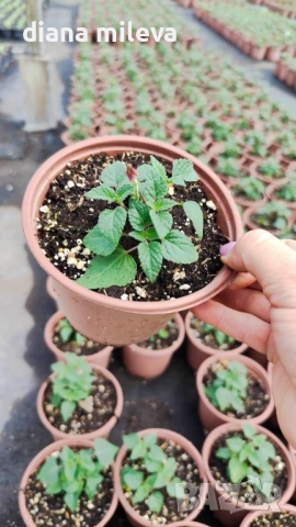 Салвия Червен Роман, Salvia Roman Red или по-известна като Градински чай!!, снимка 4 - Градински цветя и растения - 54161532