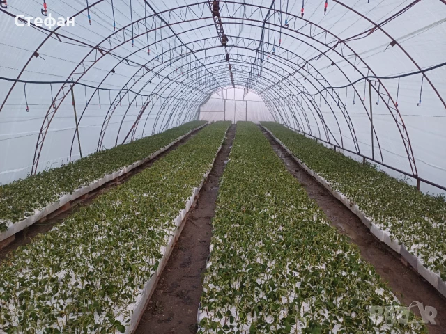 Разсад Роза Дамасценс, снимка 1